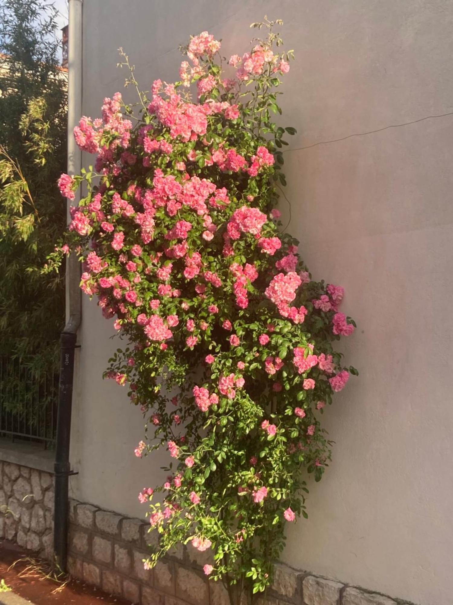 Les 4 Etoiles Bed & Breakfast Montpellier Ngoại thất bức ảnh