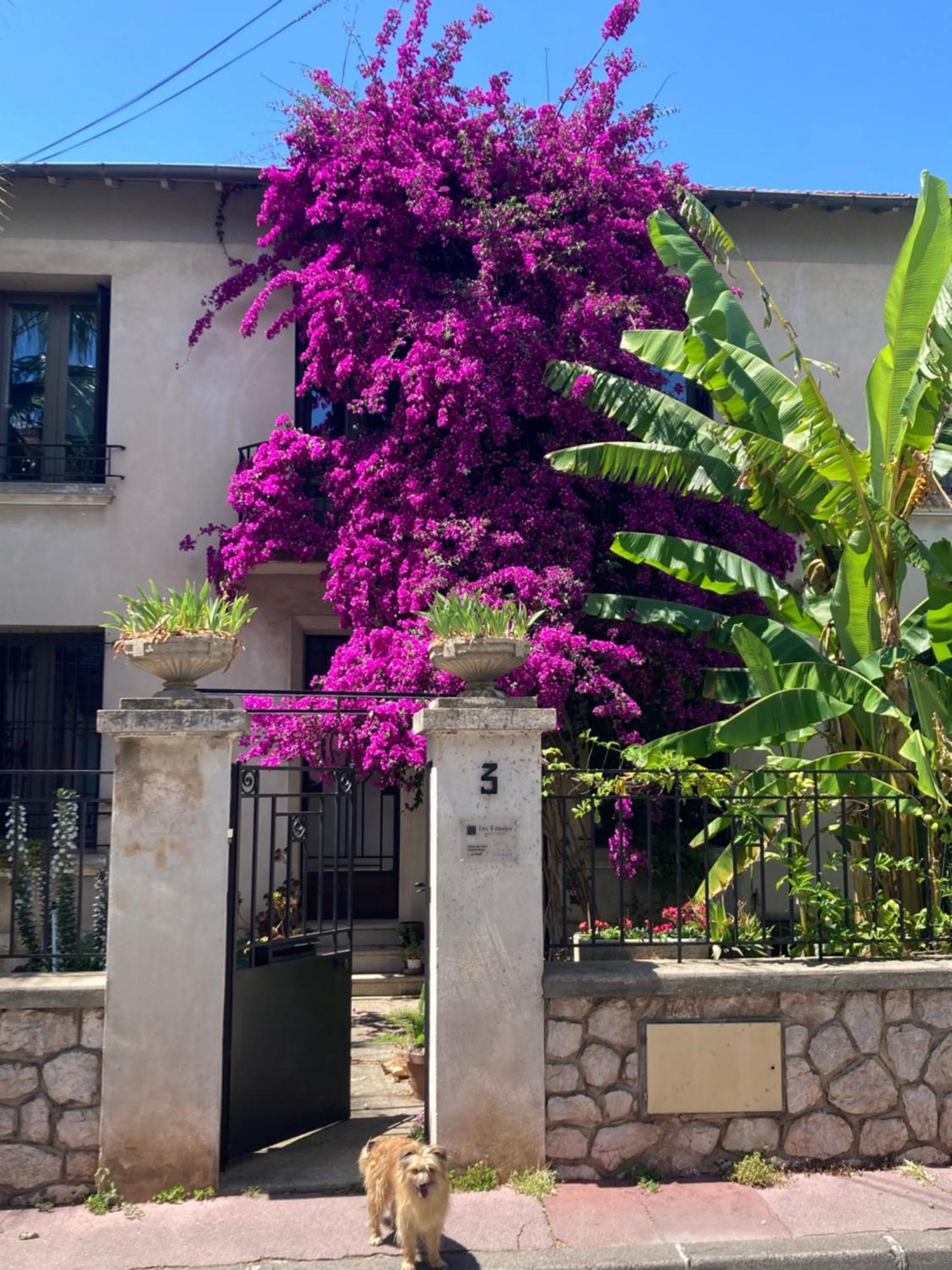 Les 4 Etoiles Bed & Breakfast Montpellier Ngoại thất bức ảnh